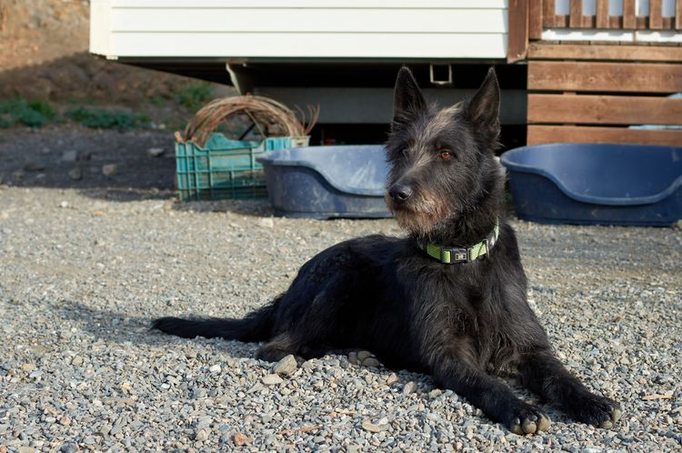 Hund, Fleischfresser, Halsband, Hunderasse, Arbeitstier, Schnauze, Begleithund, Schwanz, Hundehalsband, Terrier,