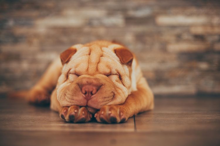 Hund, Shar pei Welpe rot, Canidae, Ori-pei, Faltenhund, Schnauze, Haut, Hunderasse, Welpe, Hund ähnlich alte englische Bulldogge, roter Hund, kleiner roter Welpe