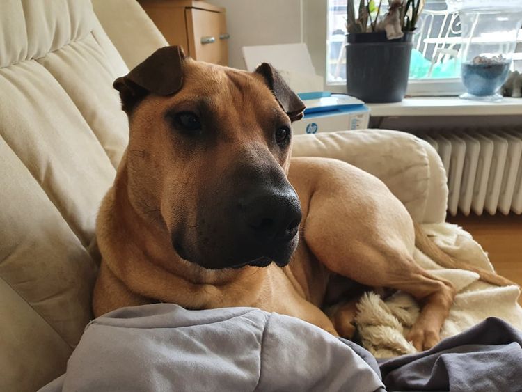 Sharbelgian © Anke Reints Hund,Komfort,Hunderasse,Fleischfresser,Ohr,Zimmerpflanze,Kitz,Schnurrhaare,Begleithund,Blumentopf,