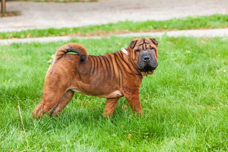 Hund, Säugetier, Wirbeltier, Canidae, Hunderasse, Shar pei, Ori-pei, Fleischfresser, nicht sportliche Gruppe, Begleithund, Faltenhund mit gerollter Rute, hässlicher Hund