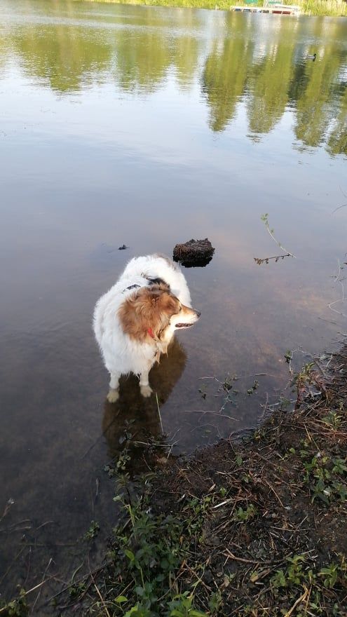 Wasser, Hund, See, Fleischfresser, Hunderasse, Naturlandschaft, Ufer, Gras, Begleithund, Landschaft,