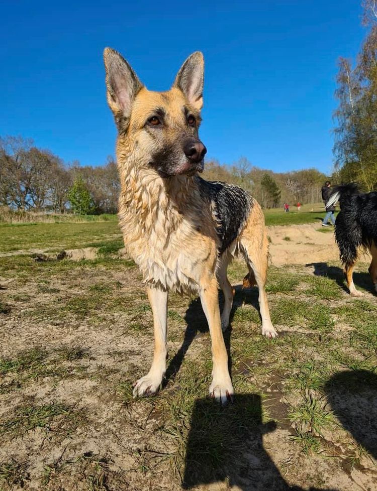 Himmel,Hund,Hunderasse,Fleischfresser,Baum,Rehkitz,Pflanze,Deutscher Schäferhund,Landtier,Schnauze,