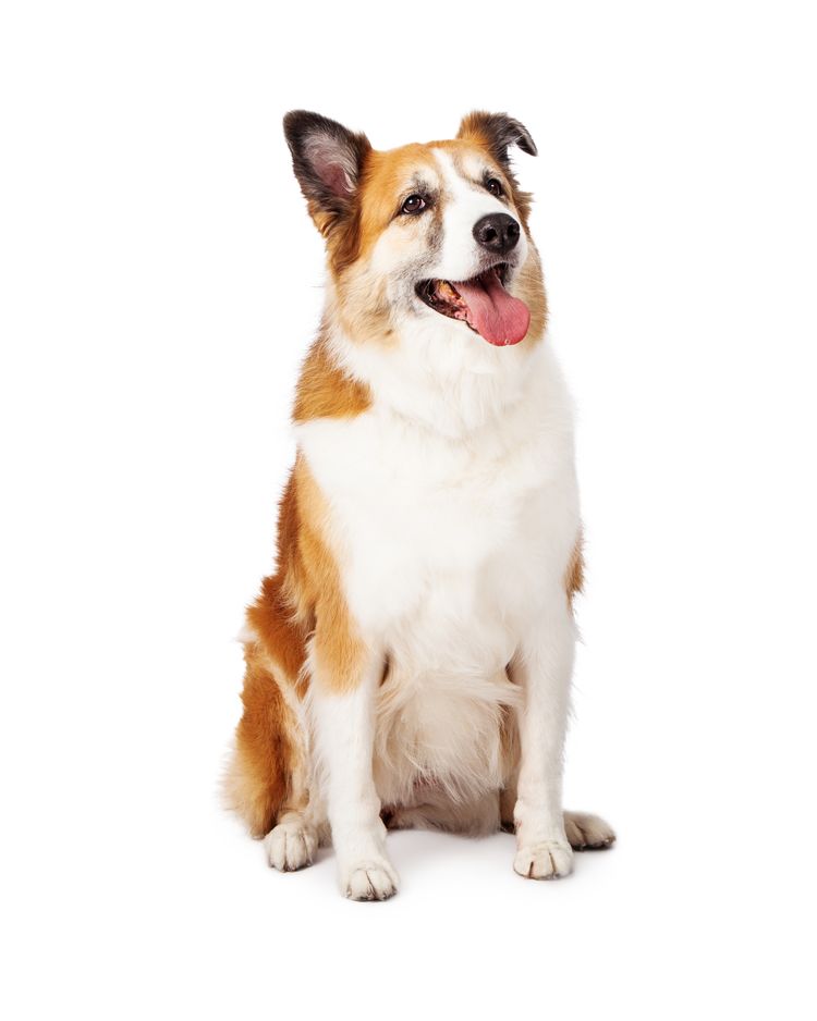 Shetland Sheepdog Mischling Hund, Fleischfresser, Hunderasse, Arbeitstier, Begleithund, Schnurrhaare, Halsband, Hütehund, Pfote, Lächeln,