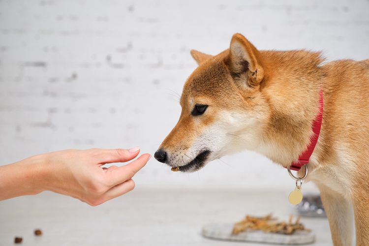 Hund,Fleischfresser,Fawn,Halsband,Begleithund,Schnauze,Hunderasse,Schnurrhaare,Spitz,Dingo,