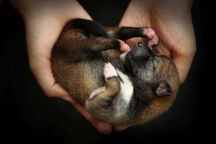 nose, muzzle, puppy, canidae, hand, carnivore, fawn, paw, ear, nail, brand new born dog, shiba inu puppy akufen, american akita inu puppy