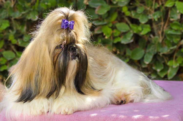 Hund, Säugetier, Wirbeltier, Canidae, Hunderasse, Shih tzu, Fleischfresser, Hund ähnlich Lhasa apso, Begleithund, Hund auf Ausstellung