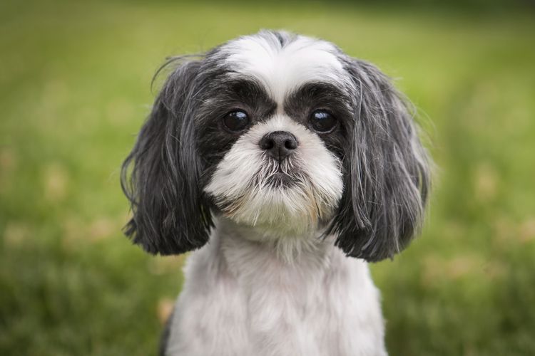 Hund, Säugetier, Wirbeltier, Hunderasse, Canidae, schwarz weißer Shih tzu gepflegt, Begleithund, Schnauze, Fleischfresser, Hund ähnlich Löwchen, Anfängerhund, Hund unter 10 kg, neigt zu Übergewicht