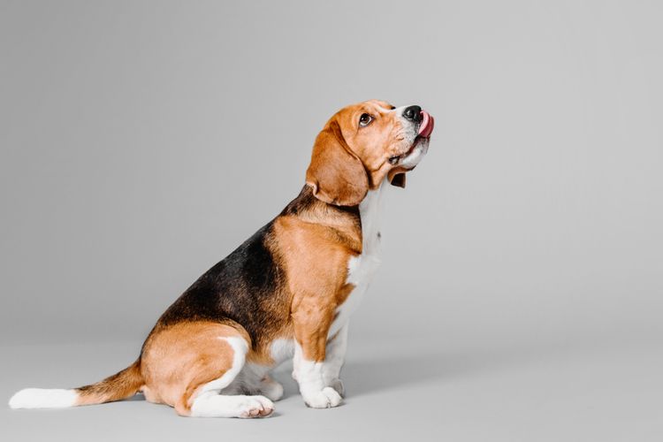 Hund, Säugetier, Wirbeltier, Hunderasse, Canidae, Beagle-Harrier, Fleischfresser, Beagle, sitzender nach oben schauender Beagle vor grauem Hintergrund