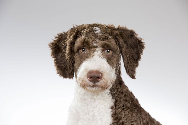 Hund, Säugetier, Wirbeltier, Hunderasse, Canidae, Fleischfresser, spanischer Wasserhund, Hund ähnlich Lagotto romagnolo, Sporting Group, Rasse ähnlich portugiesischer Wasserhund, mittelgroßer weißer Hund mit braunen Ohren, Schlappohren, Hund für Allergiker, hypoallergene Rasse, Rasse von Barack Obama