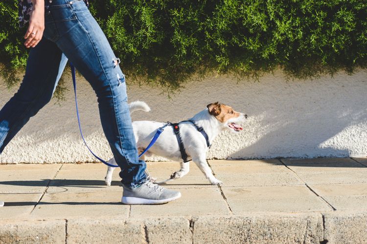 chien, canidé, race de chien, carnivore, groupe sportif, trottoir, laisse, rue, fauve, chien de rue, beaucoup de chiens en laisse de chien assis dans une ville, chien assis