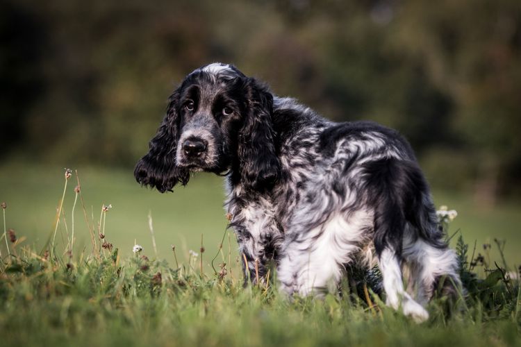 Springer Spaniel schwarz weiß Hund, Säugetier, Wirbeltier, Hunderasse, Canidae, deutscher Spaniel, Rasse ähnlich englischer Cockerspaniel, Cockerspaniel, Fleischfresser, Hund ähnlich französischer Spaniel, schwarz weißer Springer Spaniel