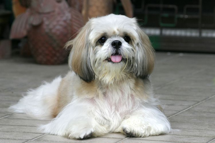 Hund, Säugetier, Wirbeltier, Hunderasse, Canidae, Shih tzu, Fleischfresser, Rasse ähnlich Löwchen, Hund ähnlich tibetischer Terrier, kleiner weißer Hund mit langem Fell der viel Fellpflege hat, Anfängerhund, Begleithund