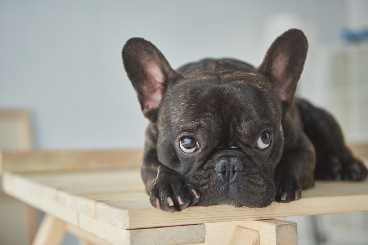 Süße Französische Bulldogge liegents auf Schreibtisch