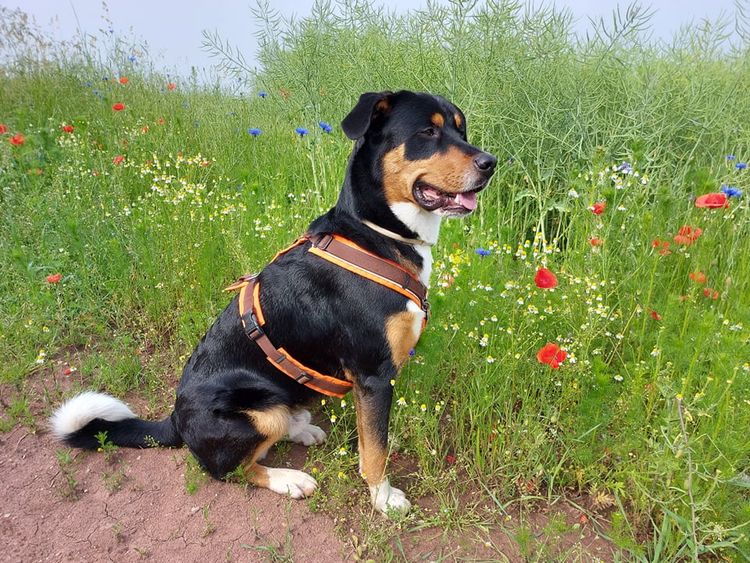 Pflanze, Hund, Blume, Himmel, Hunderasse, Halsband, Fleischfresser, Hundezubehör, Gras, Begleithund,