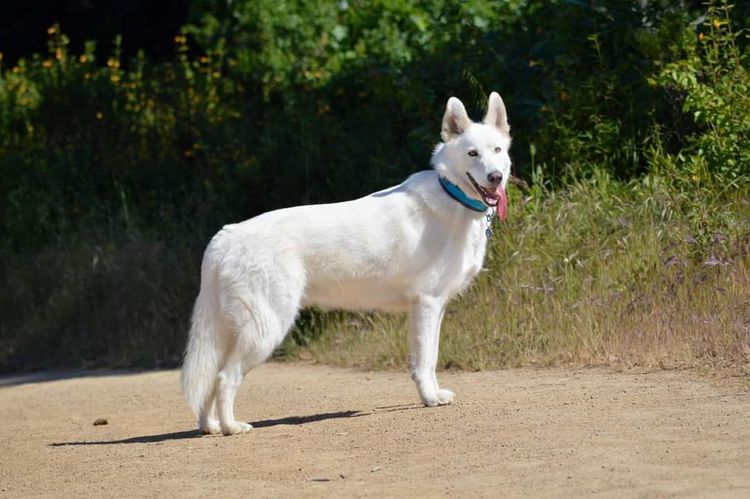 Pflanze,Hund,Halsband,Fleischfresser,Kitz,Hundezubehör,Begleithund,Hunderasse,Gras,Terrier,