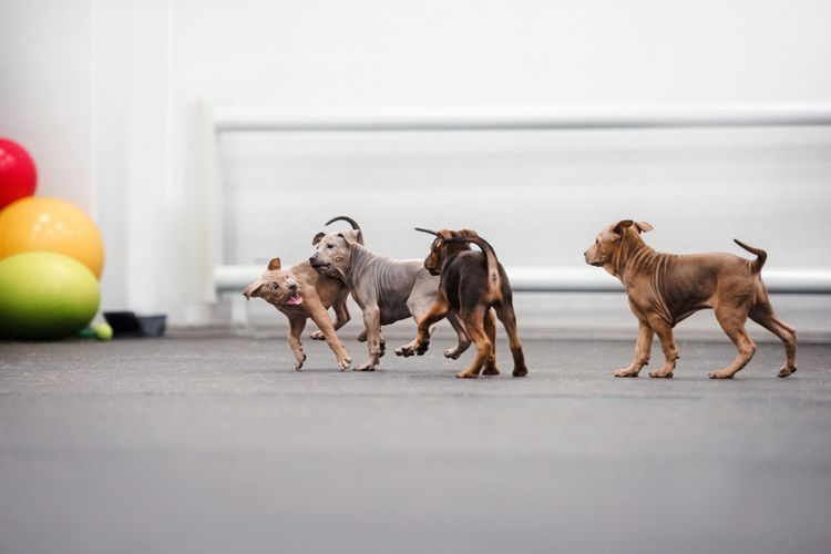 Hund, Canidae, Hunderasse, Fleischfresser, Sportgruppe, Rasse ähnlich Weimaraner, Thai Ridgeback Welpen spielen miteinander, verschiedene Farben des Thai Ridgeback mit Stehohren