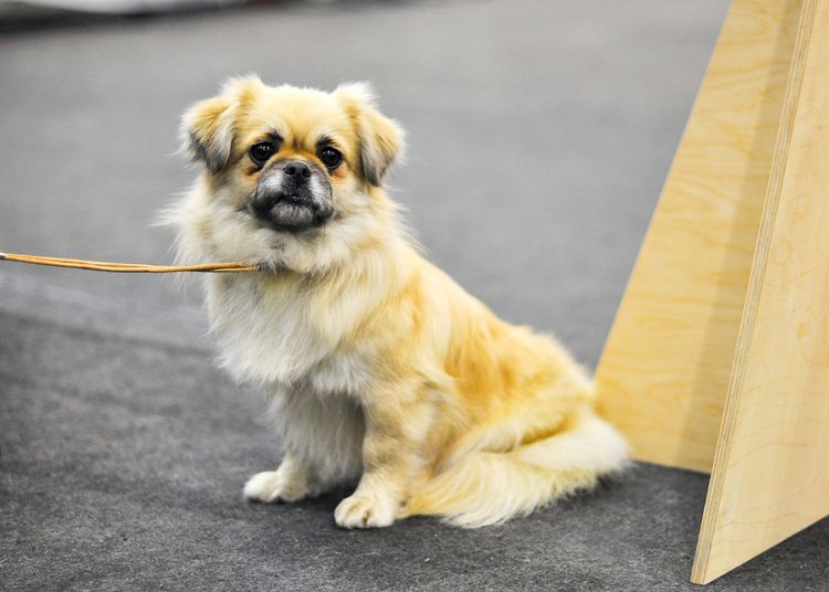 Anfängerhund für Senioren, Tibet Spaniel, Anfängerhunderasse, heller Hund mit kurzen Beinen, kleiner Hund für Anfänger, Stadthund