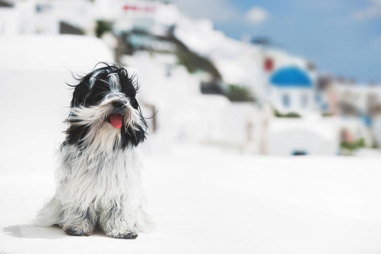 Hund, Säugetier, Canidae, Hunderasse, Fleischfresser, Sportgruppe, Rasse ähnlich Schnauzer, Tibet Terrier, Rasse aus Tibet, schwarz weißer Hund auf Santorini, Hund im Urlaub, Hund mit langem Fell