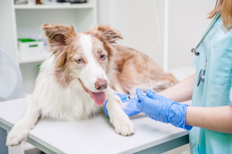 Chien, canidés, race de chien, border collie, chien de compagnie, carnivore, vétérinaire, groupe sportif, chiot, chien de travail, le chien reçoit une piqûre dans la patte chez le vétérinaire, grand chien aux oreilles dressées