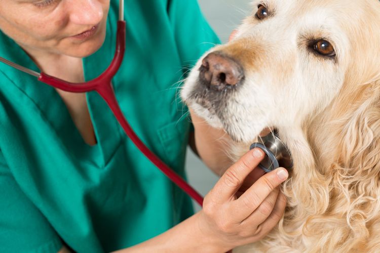 Veterinarian control Dog, Canidae, Dog breed, Companion dog, Golden retriever, Sporting group, Carnivore, Veterinarian, Muzzle, Retriever, Dog is examined