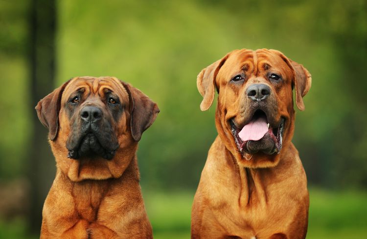 zwei ausgewachsene große Tosa Inu Hunde, großer brauner Hund der auf der Liste steht, japanischer Kampfhund mit dunkler Schnauze, Hund mit kurzem Fell