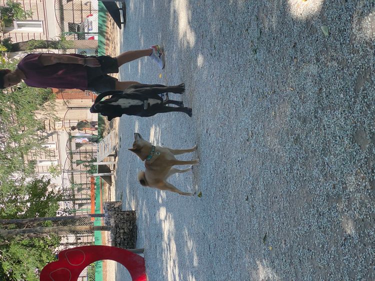 Dog with Tractive GPS tracker for dogs, Beagador and Shiba Inu on a dog run in Budapest