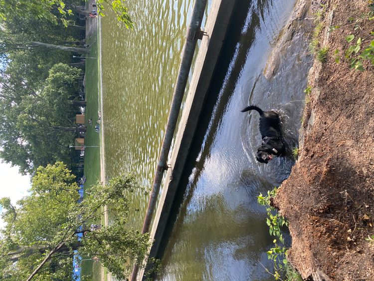 Tractive GPSトラッカー防水、犬のための都市の木立の中で泳ぐ、Varosligetブダペストの犬