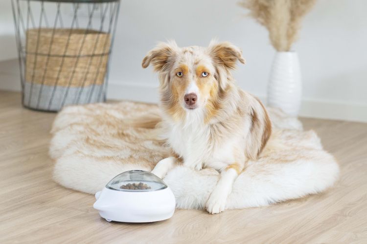 Trixie Intelligenzspielzeug Hund,Fleischfresser,Tierbedarf,Begleithund,Bodenbelag,Hundebedarf,Hunderasse,Seidener Windhund,Lächeln,Holz,