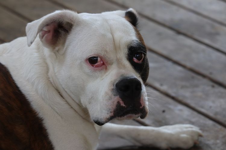 Victorian Bulldog Hund,Hunderasse,Fleischfresser,Schnurrhaare,Halsband,Begleithund,Kitz,Arbeitstier,Schnauze,Sportliche Gruppe,