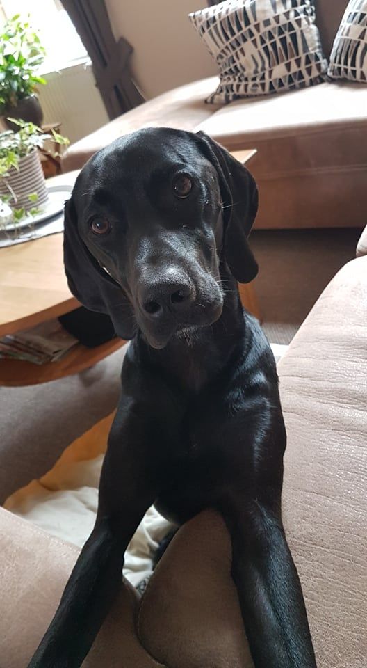 Vizsla Pointer © Anja Sander Hund,Hunderasse,Fleischfresser,Arbeitstier,Begleithund,Kitz,Schnauze,Zimmerpflanze,Leber,Blumentopf,
