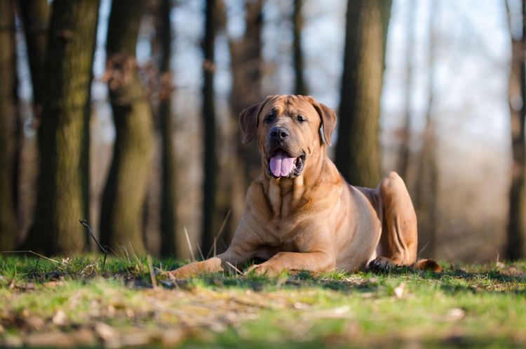 Hund, Säugetier, Wirbeltier, Hunderasse, Canidae, Fleischfresser, Rasse ähnlich Broholmer, Hund ähnlich Boerboel, Tosa, Hund ähnlich Fila brasileiro, Bullmastiff liegt im Wald, guter Wachhund, großer brauner Hund der viel Kraft hat, Kampfhund, Listenhund, hund mit kurzem Fell