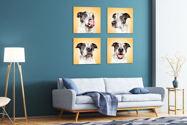Wandbild von Hund gewinnen Hund,Möbel,Couch,Rechteck,Komfort,Bilderrahmen,Holz,Gelb,Lampe,Grau,