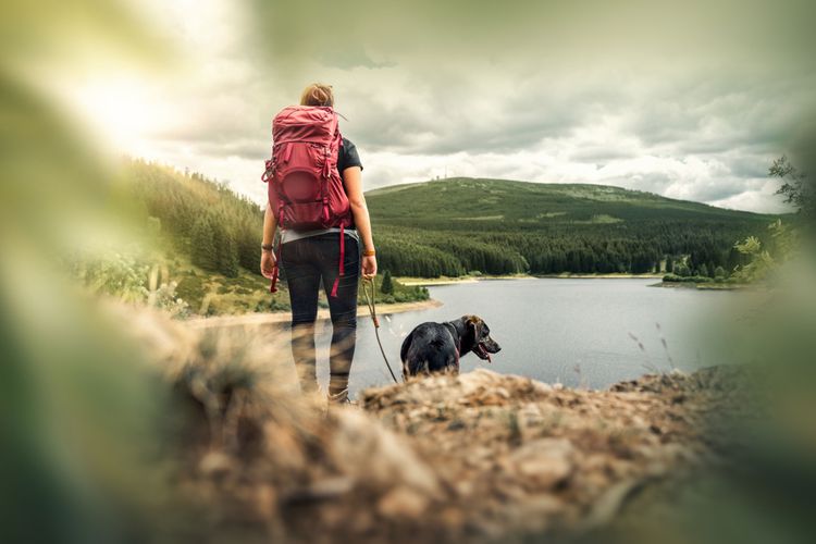 Menschen in der Natur, Abenteuer, Hundewandern, Wildnis, Canidae, Hund, Wandern, Wandern, Erholung, Hundespaziergang, Wandern mit Hund, Camping mit Hund, Wanderungen in der Wildniss