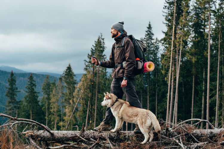 Canidae, Hund, Fleischfresser, Erholung, Canis Lupus Tundrarum, Jagdhund, Jagd, Wildhüter, Wandern mit Hund, Husky wandert mit Besitzer durch den Wald, Auswandern, Aussteigerleben mit Hund