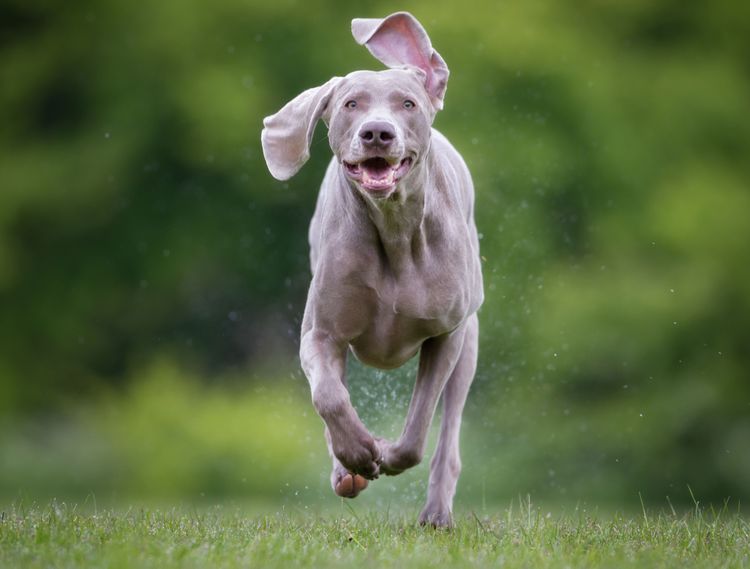 Hund, Weimaraner rennt auf die Kamera zu, Säugetier, Wirbeltier, Hunderasse, Canidae, Fleischfresser, Spitzrasse, Sportgruppe, Jagdhund, großer grauer Hund mit Schlappohren