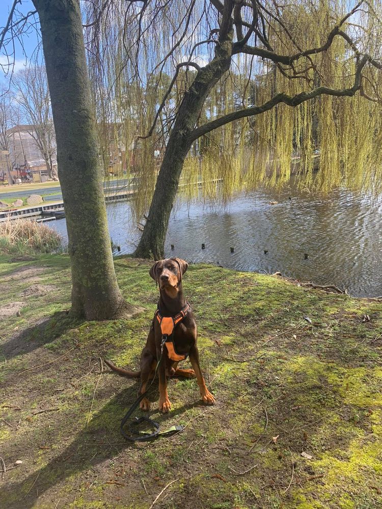 Hund, Pflanze, Blatt, Menschen in der Natur, Fleischfresser, Baum, Ast, Hunderasse, Holz, Himmel,