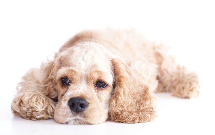 white american cocker Dog, mammal, vertebrate, Canidae, dog breed, cocker spaniel, carnivore, white American cocker spaniel, English cocker spaniel, puppy,