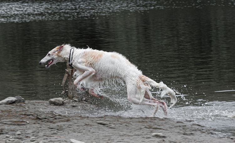 borzoi blanc dans l'eau vertébré, chien, mammifère, canidé, barzoï, eau, carnivore, race de chien, groupe sportif, lévrier, barzoï blanc saute dans l'eau, chien mouillé, collier pour chien
