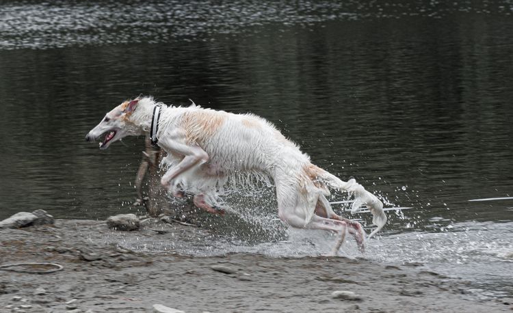 Wirbeltier, Hund, Säugetier, Canidae, Borzoi, Wasser, Fleischfresser, Hunderasse, Sportgruppe, Windhund, weißer Barsoi springt im Wasser, nasser Hund, Hundehalsband