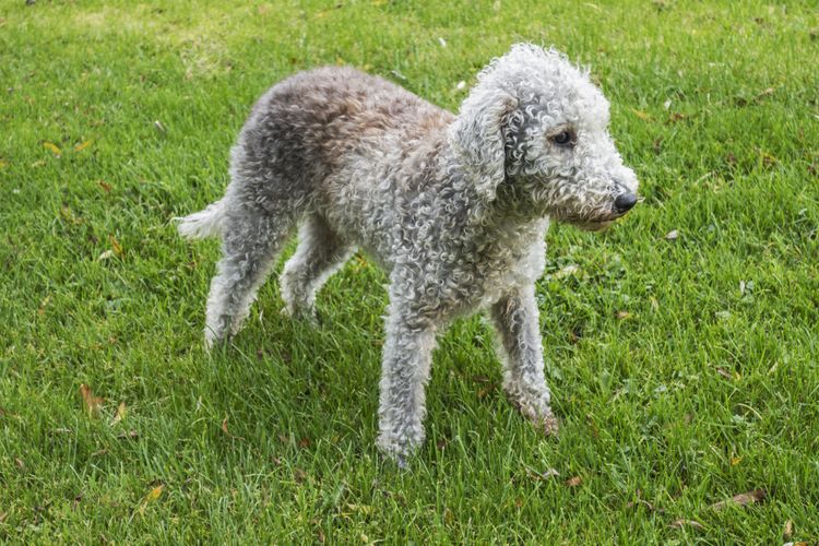 Hund, Säugetier, Wirbeltier, Canidae, Hunderasse, Fleischfresser, Sportgruppe, Terrier, weißer Bedlington Terrier steht auf Wiese