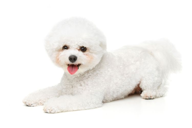 Hund, Säugetier, Wirbeltier, Canidae, Hunderasse, Bichon Frisé, Bichon, weißer Bichon Frisé liegt vor weißem Hintergrund