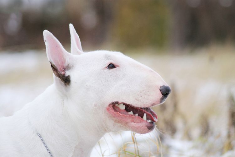 Hund, Säugetier, Wirbeltier, Bullterrier (Miniatur), Canidae, Hunderasse, weißer alter englischer Terrier, weißer Bullterrier, englischer weißer Terrier, Kampfhund, gefährliche Hunderasse, mittelgroßer weißer Hund, Listenhund