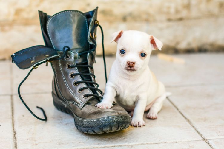 Hund, Canidae, Hunderasse, Welpe, Begleithund, Fleischfresser, Schuhe, weißer Chihuahua Welpe kurzhaarig, Seltene Rasse (Hund), Schuh,