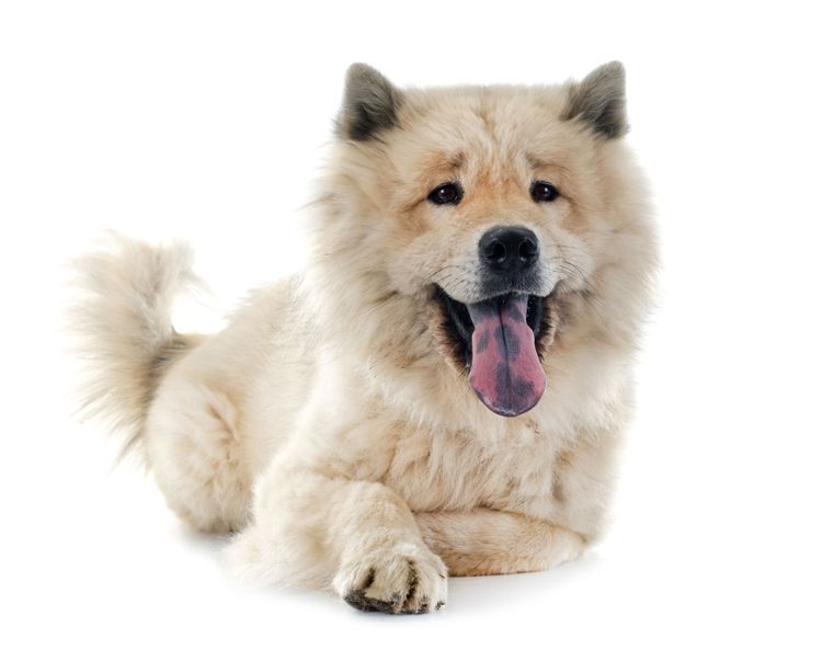 Blue tongue in Eurasier, dog with blue tongue, blue tongue in dog