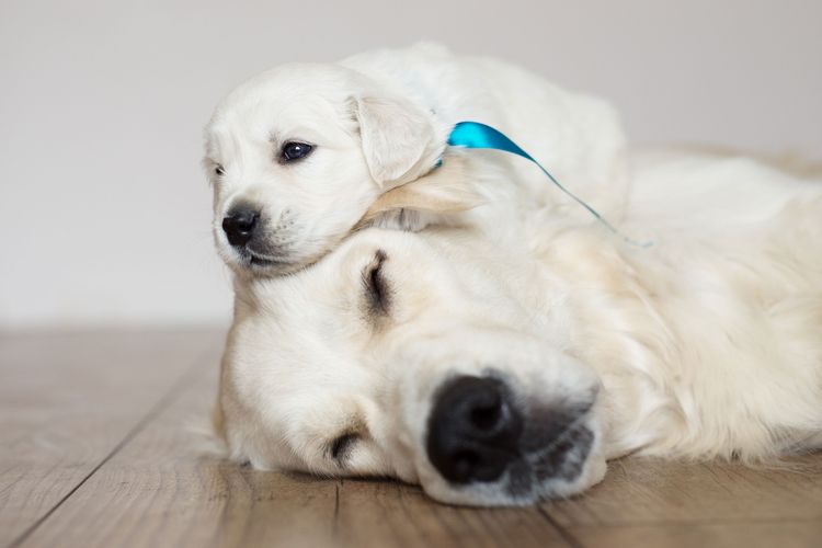 Hund, Säugetier, Wirbeltier, Canidae, Hunderasse, weißer Golden Retriever, Fleischfresser, Rasse ähnlich Labrador Retriever, Golden Retriever Welpe bei Mama, schwarze Nase,