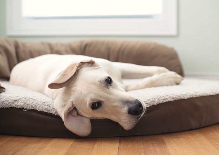 white big dog in dog bed Dog, Canidae, Dog breed, Floor, Furniture, Companion dog, Dog bed, Room, Carnivore, Comfort, Labrador lies in his dog bed