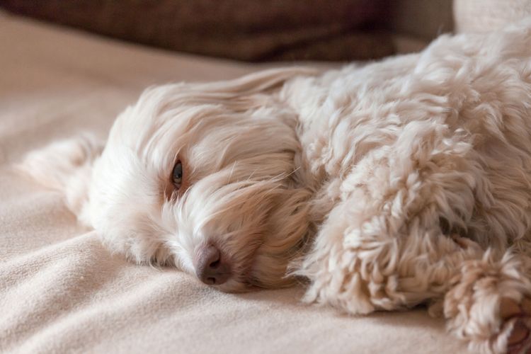 Hund, Säugetier, Wirbeltier, Canidae, Hunderasse, Rasse ähnlich Maltepoo, Rasse ähnlich Schnoodle, Hund ähnlich Cockapoo, Hund ähnlich Cavapoo, Fleischfresser, weißer Hund mit lockigem Fell, Havaneser