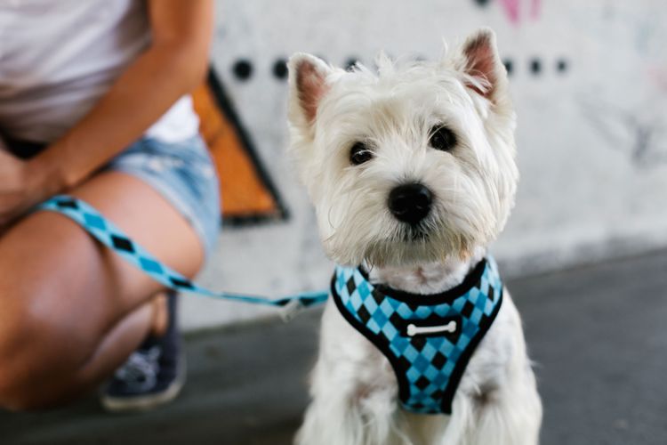 Dog, Mammal, Canidae, Dog breed, West Highland White Terrier with chest harness in blue and leash that fits, carnivore, terrier, leash, companion dog, muzzle,