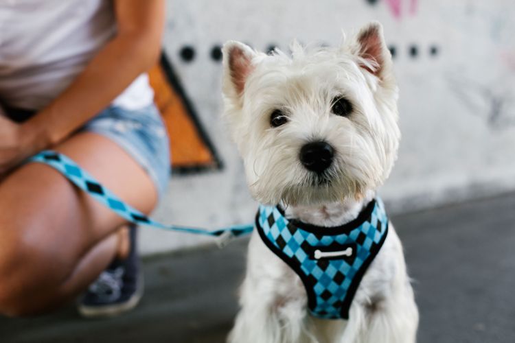 Hund, Säugetier, Canidae, Hunderasse, West Highland White Terrier mit Brustgeschirr in blau und Leine die dazupasst, Fleischfresser, Terrier, Leine, Begleithund, Schnauze,