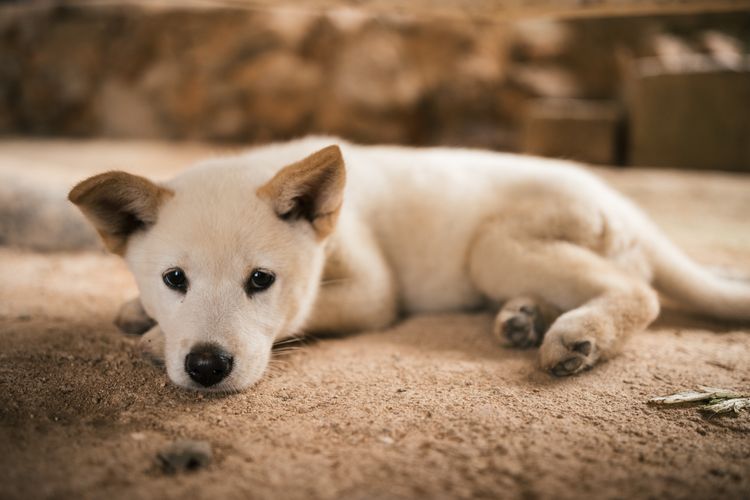 Säugetier, Hund, Wirbeltier, Canidae, Hunderasse, koreanischer Jindo-Hund, Fleischfresser, Kishu, Weißer Jindo Welpe liegt auf Teppich